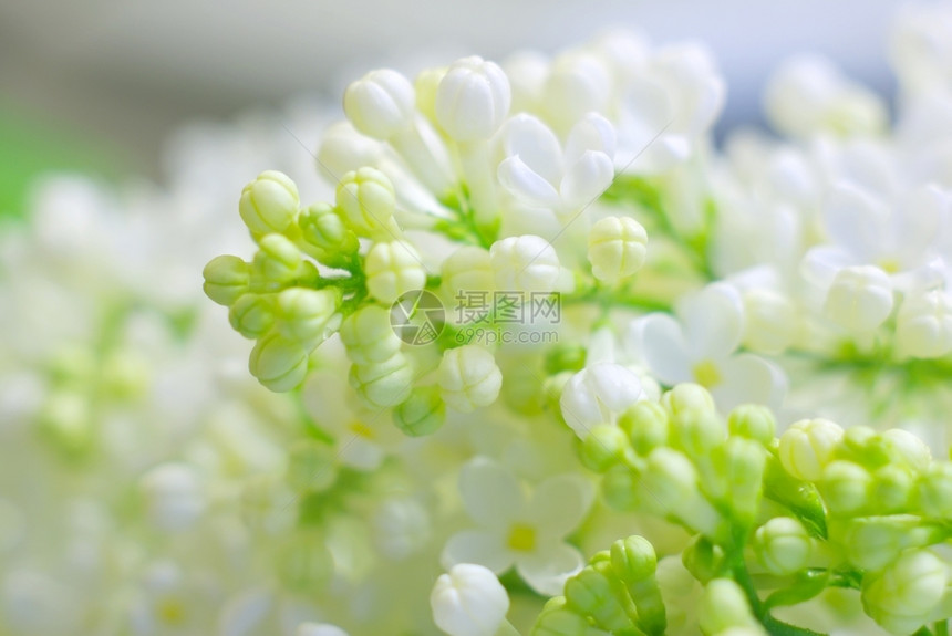植物季节夏天明亮的春浪漫情调花朵背景有复制的白色新颖脆弱盛开花朵美丽鲜缝近的朵图片