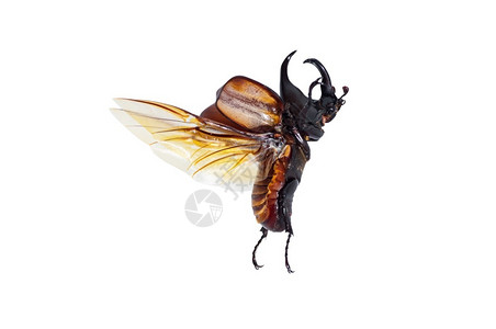 麈树白种背景的犀牛甲虫或亚丁头部有昆虫角黑的或闪亮棕色犀牛甲虫森林图片