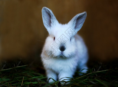 饲养兔子幼崽图片