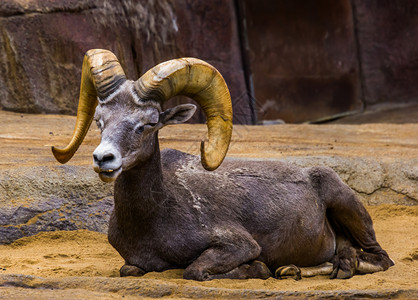 沙漠巨角羊大号角沙漠来自北美的热带动物种一只雄大山绵羊和热带动物品种的美丽近身肖像谷仓背景