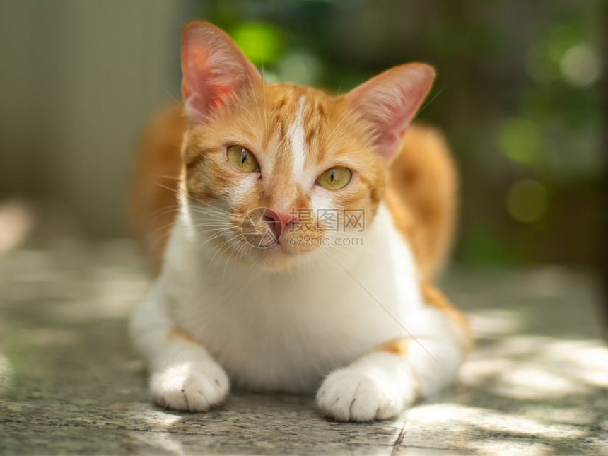 闭紧可爱的姜猫躺在地板上有绿色bokoh背景哺乳动物摆姿势白色的图片