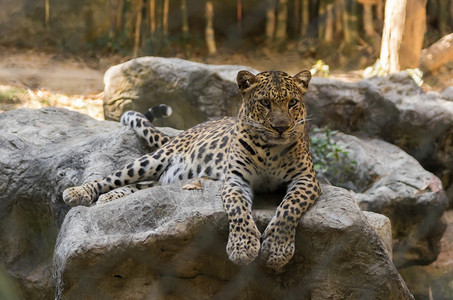 苹果浏览器快速地泰国清迈动物园落石上豹式麦黑色的高清图片素材