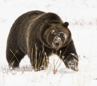 洞j灰熊39在深雪中的灰熊39与爪高危险的杰克逊高清图片素材