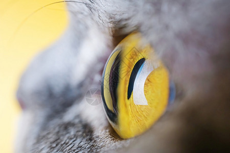 猫咪的猫眼图片