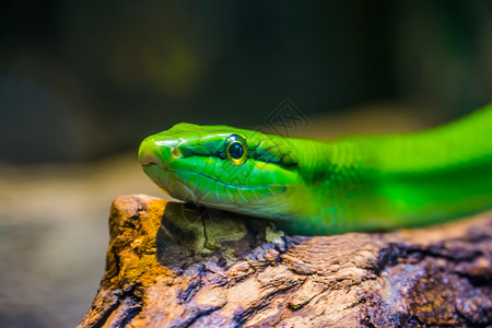 宠物爬虫养殖学来自亚洲的热带爬行动物种红尾绿色蛇形大鼠面部紧闭来自亚洲的热带爬行动物种亚洲人高清图片素材