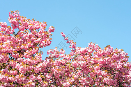 东方的蓝色天空普鲁纳斯瑟拉塔花朵美丽的明亮花的高清图片素材