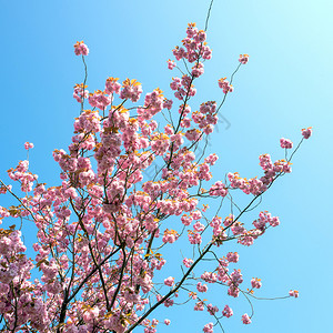 新鲜的蓝色天空普鲁纳斯瑟拉塔花朵美丽的樱桃花瓣高清图片素材