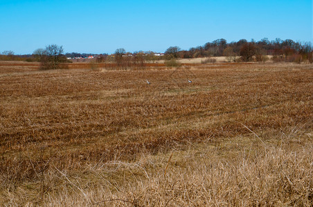 优雅的日落田地农耕的灰色起重机草原生长过度的早春起重机户外图片