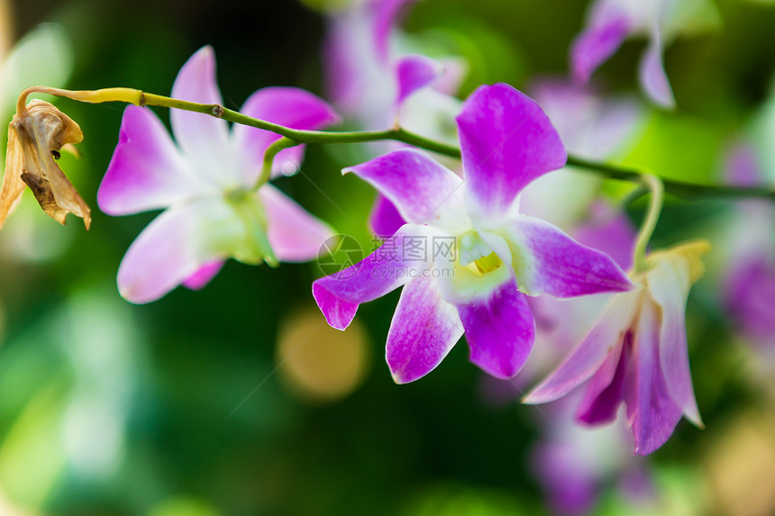 太阳美丽的兰花在晨日的园里有天然背景的夏蝴蝶兰图片