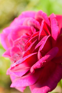 盛开春天粉色的花园里美丽粉红色玫瑰图片