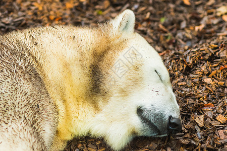 旅行躺在地上的北极熊肖像濒危爪子图片