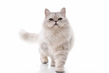 波斯品种可爱的白色波斯猫背景