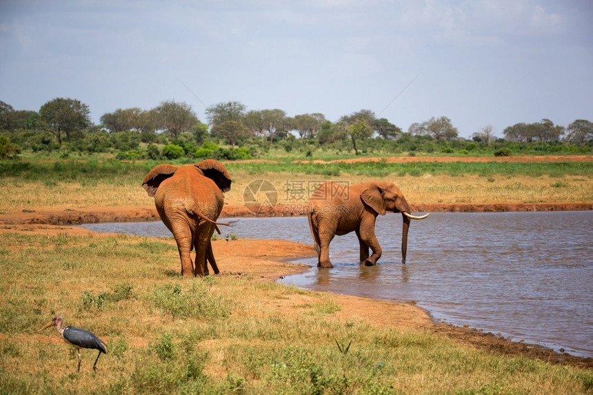 非洲喝水的大象图片