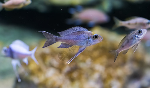 鱼热带水族馆宠物一种热带水族馆宠物慈鲷橙火高清图片