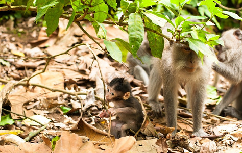 丛林橙印度尼西亚乌布德圣猴子森林长尾马卡法眼灰色的高清图片