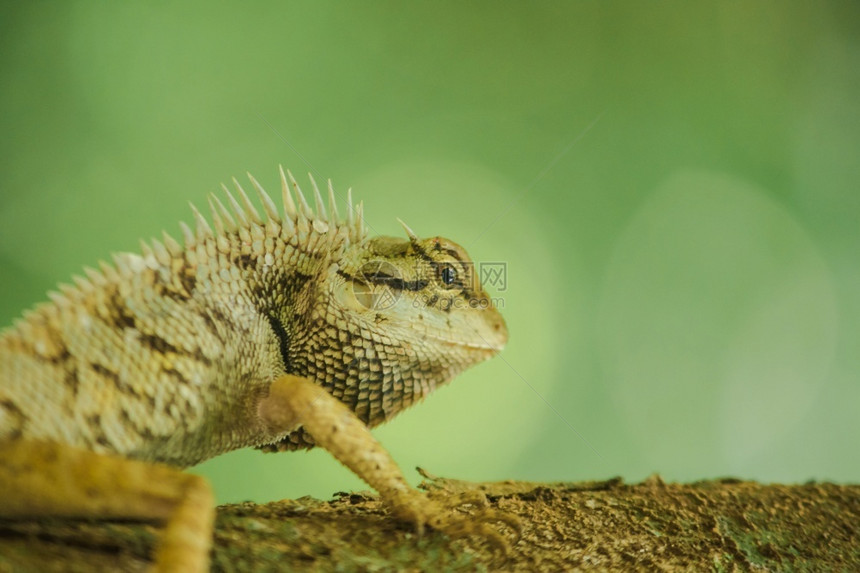 泰国异情调树木上的黄蜥蜴与自然和谐相处丰富多彩细节图片