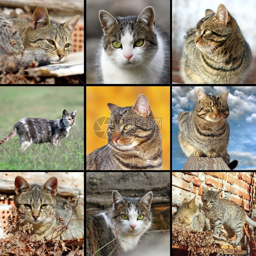户外坐着毛皮收集不同图像与家猫放在一个拼贴的中图片