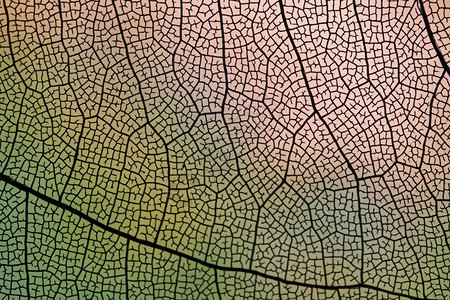 透明彩色的秋叶纹路图片
