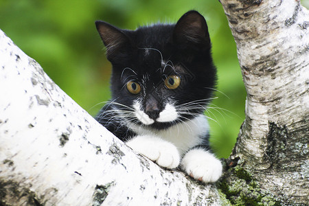 买它表情俏皮捕食者尾巴一棵树上的小猫一只黑白的表情它爬上一棵树背景