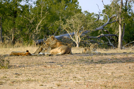 一头母狮四只幼崽躺下休息兽猎人捕食者图片