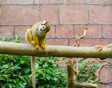 坐在树枝上看着摄影机的可爱动物肖像看上去很可爱的动物肖像一只小松鼠猴子动物园头孢科森林哺乳动物高清图片素材