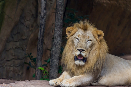 苹果浏览器户外荒野大自然狮子的头和脸图片