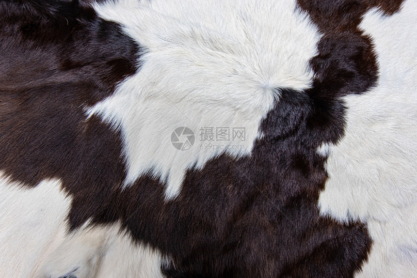 高的棕色牛皮外衣纹理黑白和棕色斑点颜有质感的图片