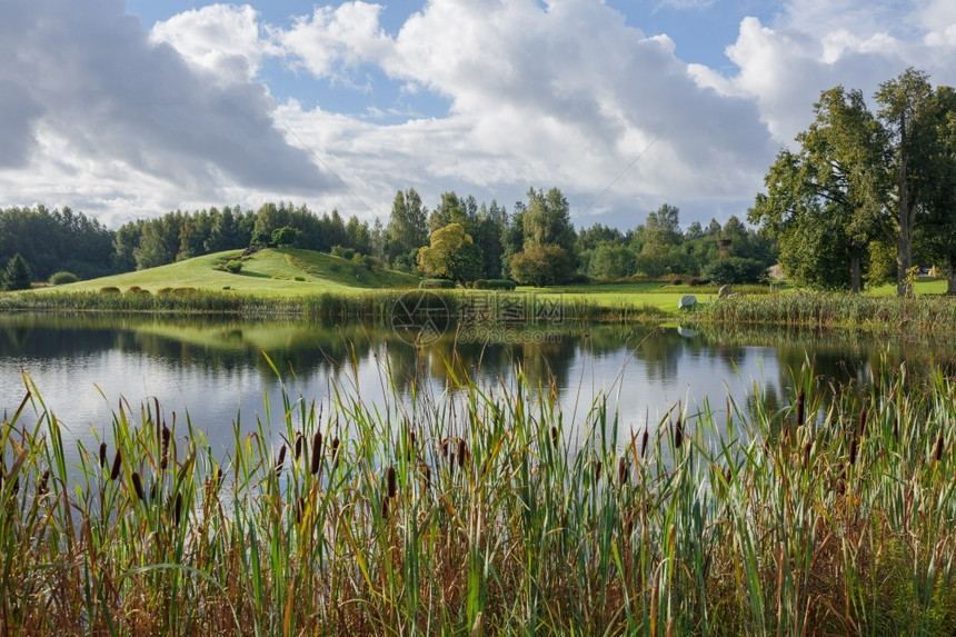 田园诗般的天库尔泽姆拉脱维亚湖Talsi市Talsi带水草的拉托维亚湖图片