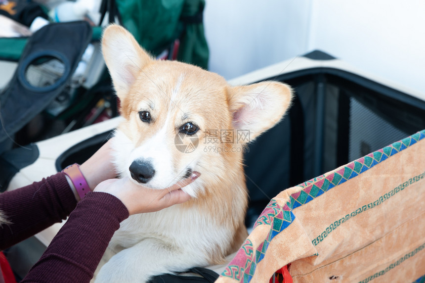 美丽的非常可爱WelshCorgi和业主玩耍看着她的忠实奉献精神动物图片