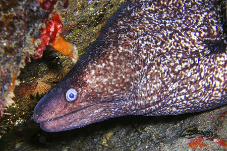 海鳗鱼礁生物学地中海莫雷穆拉埃纳赫莱CaboCopePuntasdelCalnegre自然公园地中海穆尔西亚班牙欧洲临海背景