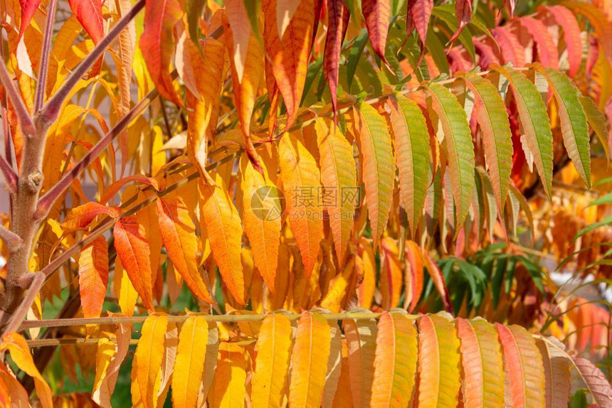 秋天以绿色和橙为颜的叶子贴近用作背景的好意可以来做背景oopicapi好的图片