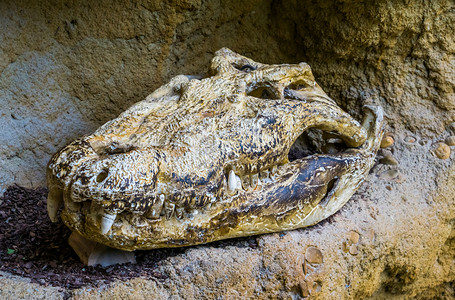 无鳄鱼的头骨核爬行动物残骸细胞病理学肉食爬虫类潜伏图片