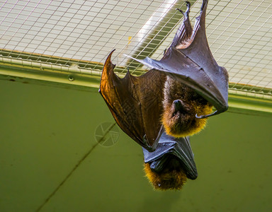 非洲人异国情调受欢迎的天花板上悬挂罗德里格斯飞狐的肖像热带巨型蝙蝠来自非洲的濒危动物夜高清图片素材