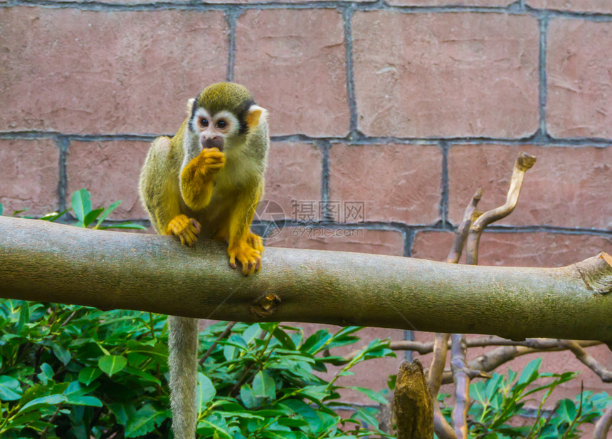 坐在树枝上舔他的拇指松鼠猴子黄色灵长类动物热带图片