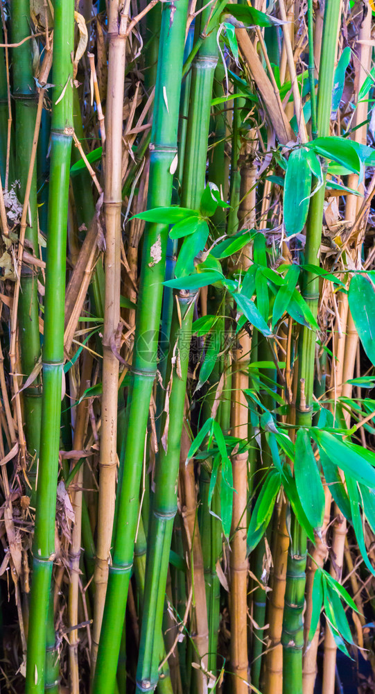 场地植物群绿竹和黄子日本天然背景纹理的大型闭合异国情调图片