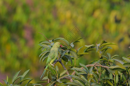 漂亮的一只孤单玫瑰环形鹦鹉摸在芒果树上栖息常见的高清图片