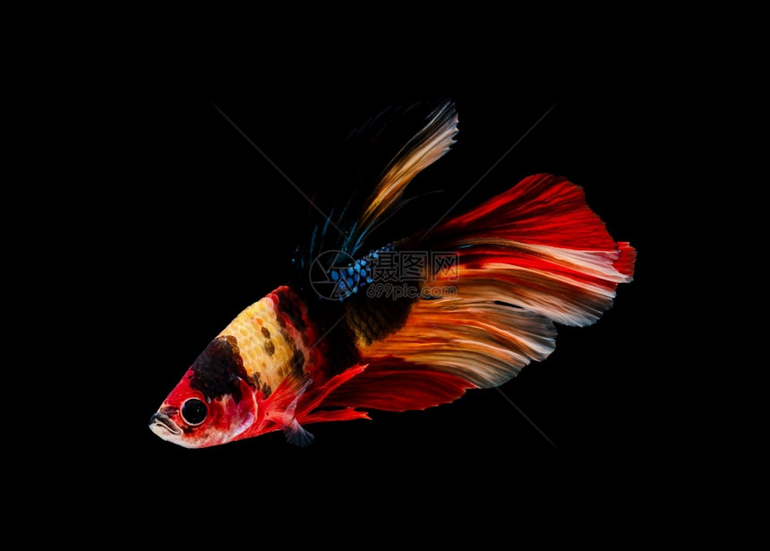 鳍奢华芨草泰国流行的水族馆鱼类有色半月尾多彩鱼贝塔与以黑背景隔离的鱼体搏斗运动有关的鱼图片