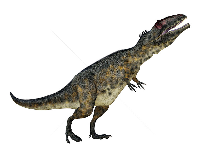 捕食者自然强大的恐龙在白色背景中被孤立的头部咆哮3D使得恐龙惊3D变成D的恐怖龙咆哮3D图片
