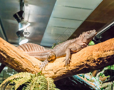 脸异国情调棕色亚马逊帆鳍蜥蜴躺在印度尼西亚的热带天文宠物树枝上分支水龙高清图片素材