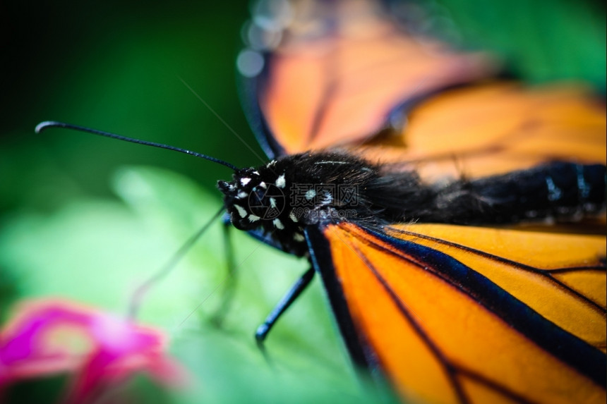 盛开多彩的蒙拉克达纳乌斯普莱蒂蝴蝶昆虫野生动物图片