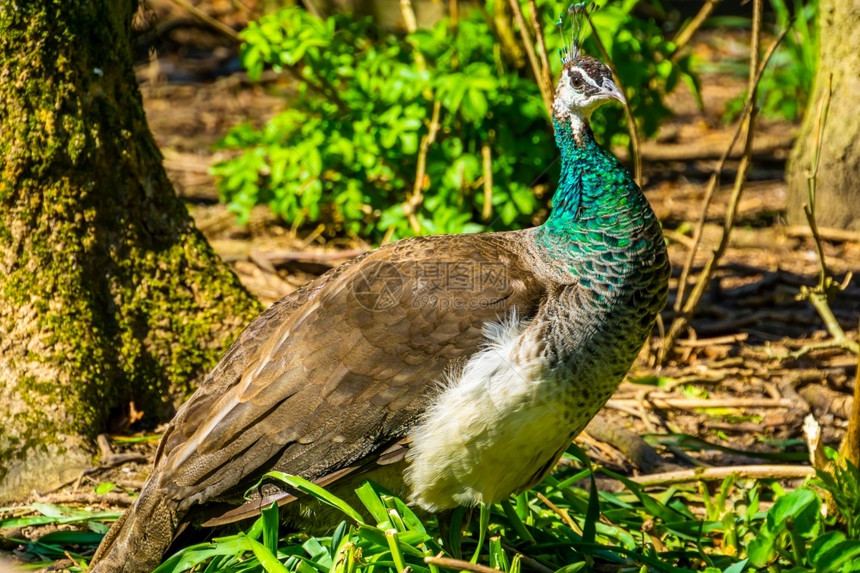 丰富多彩的装饰来自印度多姿彩热带鸟类群绿色印度梨禽近距离肖像脸图片