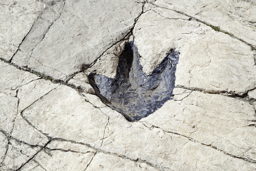 详细的化石恐龙脚印古代考发现详细纹理的背景探索标记公园图片