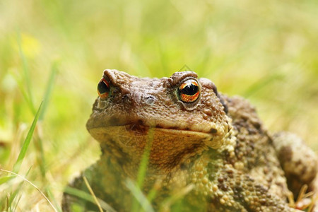 蟾蜍站在布弗草地的欧洲普通棕色青蛙丑陋肖像女自然眼花缭乱户外高清图片素材