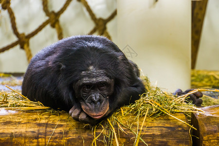 人类猿侏儒黑猩来自非洲的濒危动物种类非洲生物群落灵长类动物干草猴图片