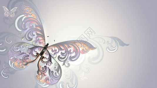 美丽的多色蝴蝶有方形翅膀动物春天插图图片