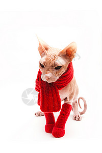 新年圣诞装扮的猫咪图片