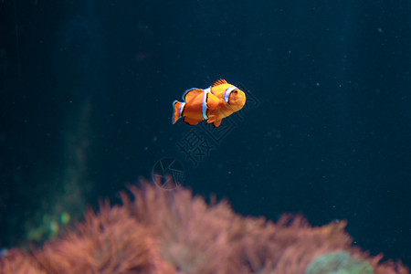 水下海洋族馆内的小丑鱼环礁绿色珊瑚图片