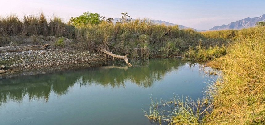 风景野生动物态旅游BabaiRiver皇家Bardia公园尼泊尔巴迪亚公园洲图片