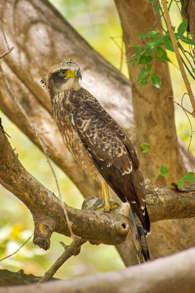 栖息地克里斯特德鹰可改变的尼萨埃图西拉哈斯考杜公园斯里兰卡亚洲绿尼萨图图片