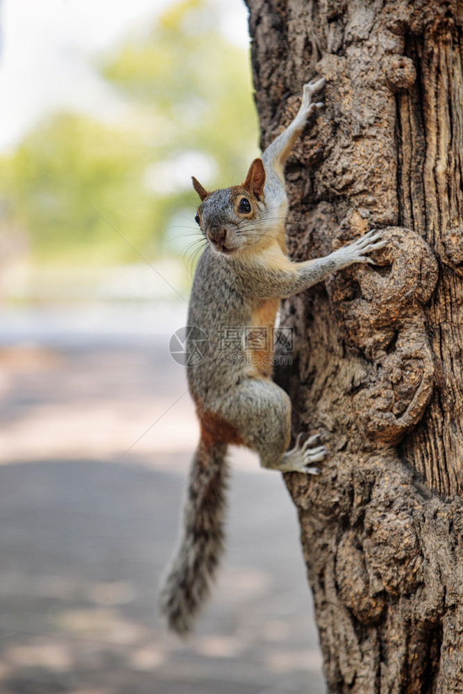 树干木头墨西哥城查普尔特佩克公园毛灰松鼠生活图片